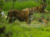 এক নজরে বাংলাদেশের সাফারি পার্কসমূহ