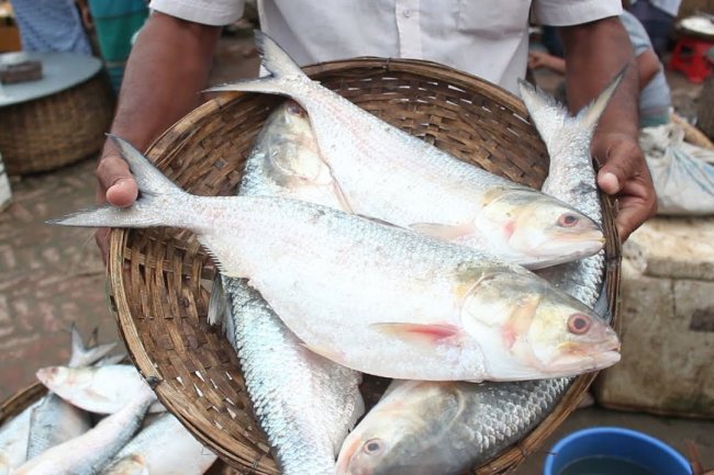 জাতীয় মাছ সম্পর্কে কিছু গুরুত্বপূর্ণ তথ্য