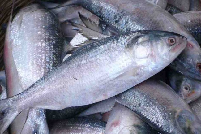 Chandpur: The City of Hilsa Fish