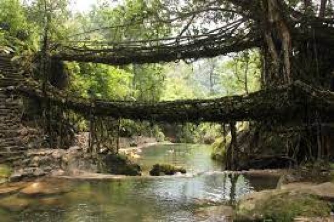 Double decker Living Root Bridge