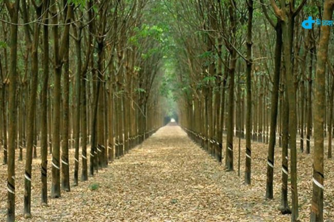 ভিন্ন ঋতুর ভিন্ন সৌন্দর্যের পীরগাছা রাবার বাগান : টাঙ্গাইল
