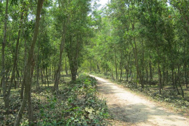 জীব বৈচিত্র্যে পূর্ণ সিংড়া জাতীয় উদ্যান : দিনাজপুর