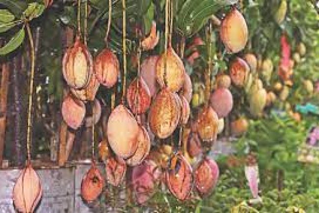National Tree Fair: The place to appreciate the beauty of nature
