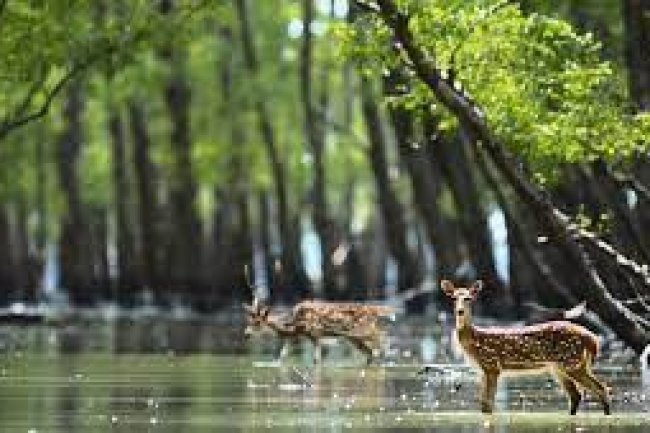 Sundarbans Tourist Destinations