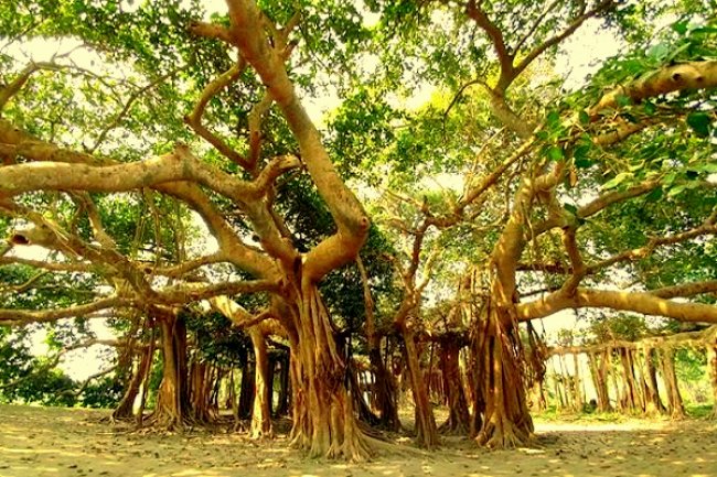 দম্পতি গাছ : ৫০০ বছরের ঐতিহ্যমন্ডিত বৃক্ষ যুগল