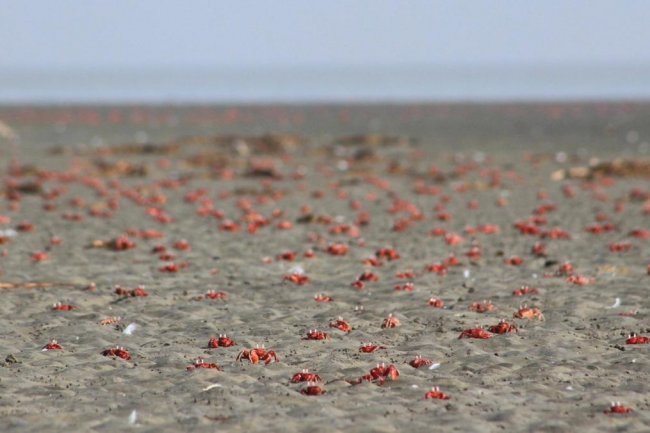 পর্যটকহীন কুয়াকাটা এখন লাল কাঁকড়ার রাজ্য