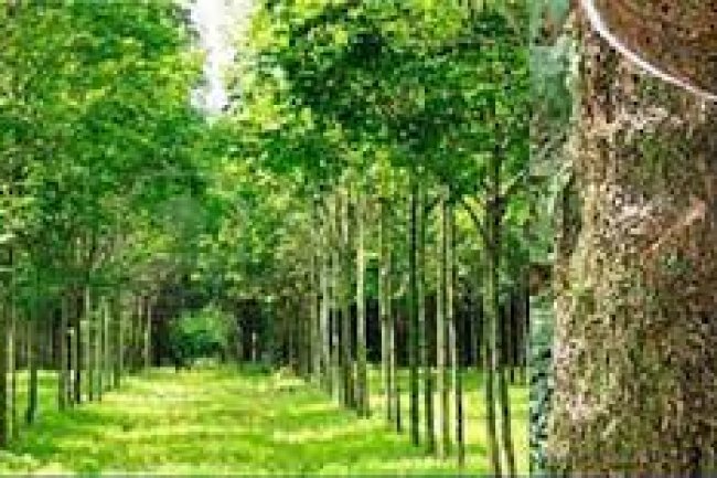 রামু রাবার বাগান, কক্সবাজার